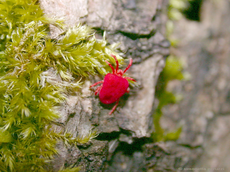 Acaro rosso: Trombididae